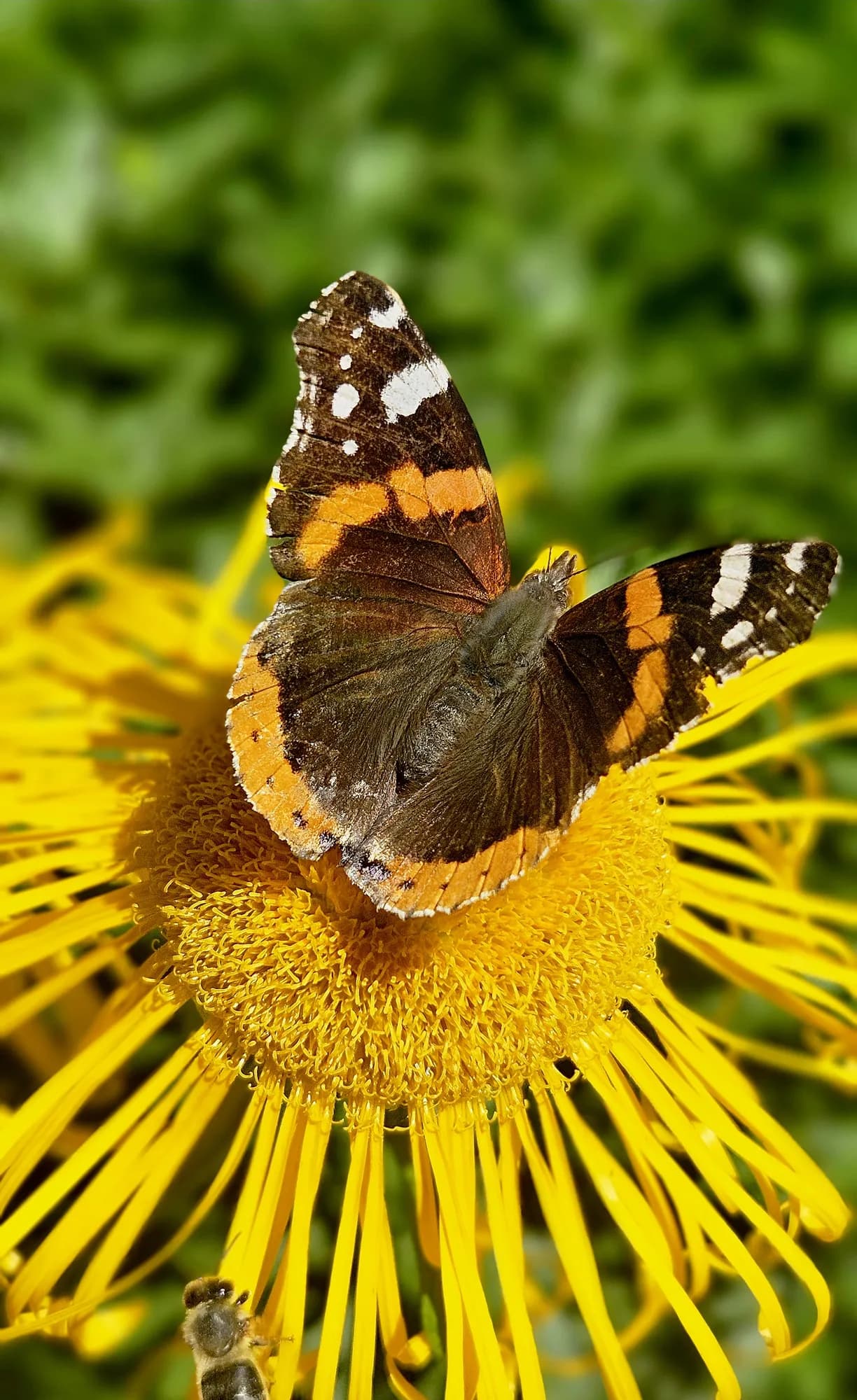 Schmetterling auf einer Wiesenblume