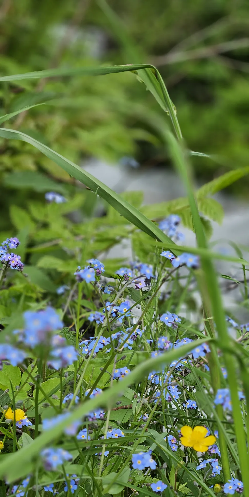 Vergissmeinnicht aus dem Garten