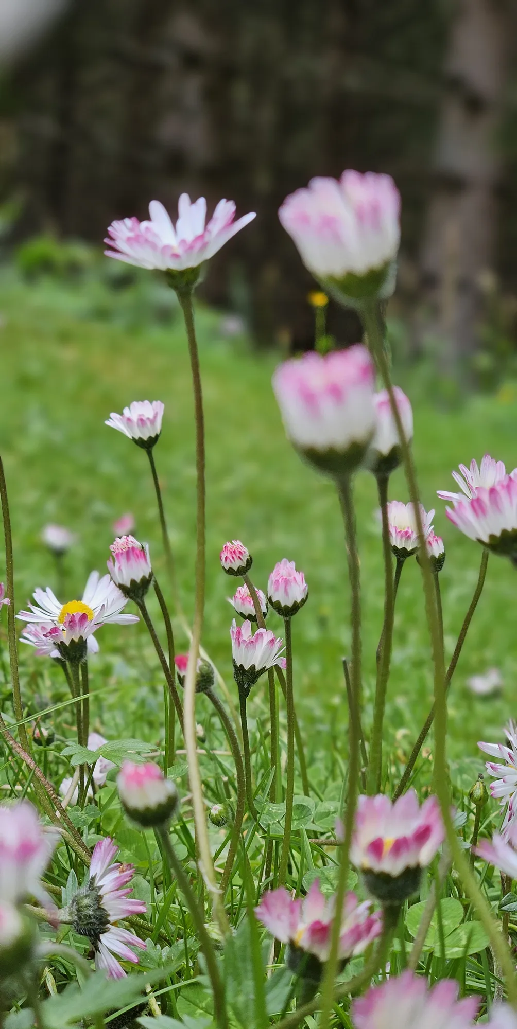 Sommerwiese mit Wiesenblumen
